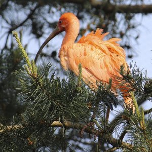 Roter Sichler Grugapark Essen